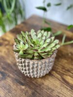 Zdjęcie rosliny doniczkowej Echeveria Magma Pearl, ujęcie 1