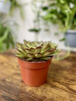 Zdjęcie rosliny doniczkowej Echeveria Magma Pearl, ujęcie 2
