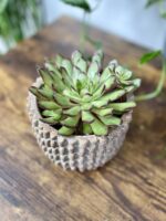 Zdjęcie rosliny doniczkowej Echeveria Magma Pearl, ujęcie 3