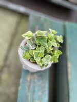 Zdjęcie rosliny doniczkowej Hedera helix White Wonder, ujęcie 2