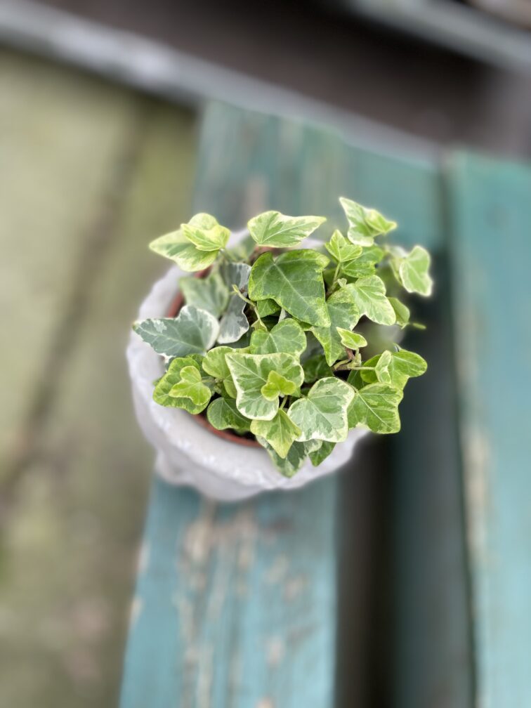 Zdjęcie rosliny doniczkowej Hedera helix White Wonder, ujęcie 2
