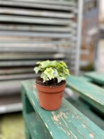 Zdjęcie rosliny doniczkowej Hedera helix White Wonder, ujęcie 3