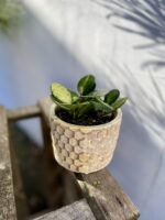 Zdjęcie rosliny doniczkowej Hoya australis Lisa, ujęcie 3