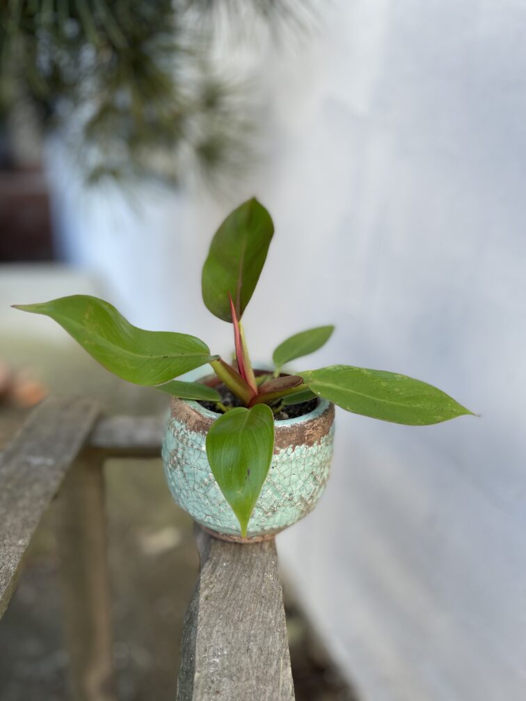 Zdjęcie doniczki lub oslonki: Osłonka Lima 8 × 0 cm, ujęcie 2