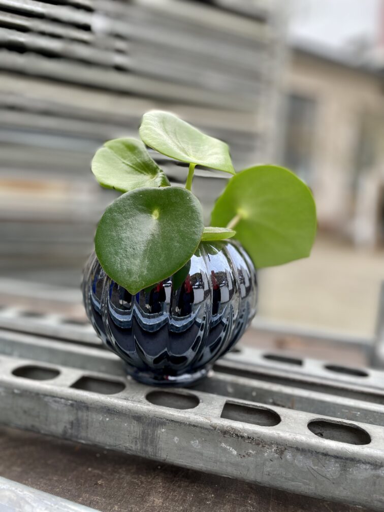 Zdjęcie rosliny doniczkowej Peperomia polybotrya Raindrop, ujęcie 1