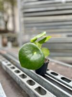 Zdjęcie rosliny doniczkowej Peperomia polybotrya Raindrop, ujęcie 2