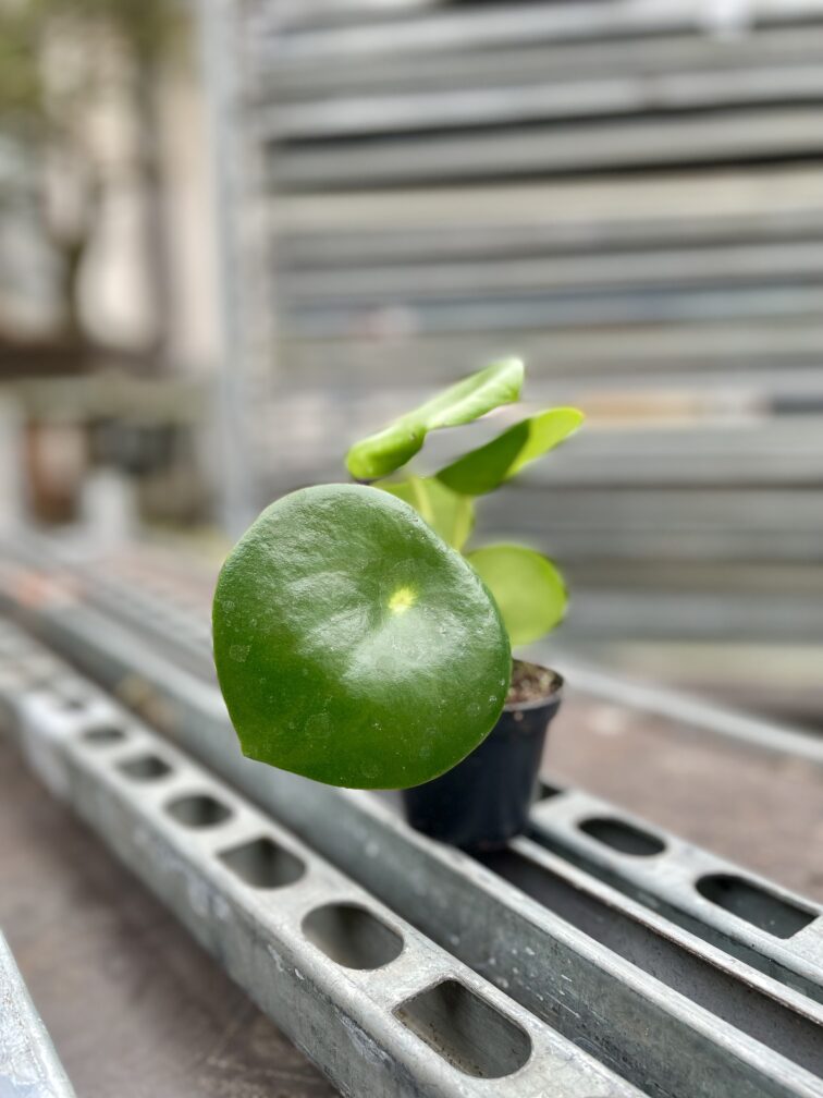 Zdjęcie rosliny doniczkowej Peperomia polybotrya Raindrop, ujęcie 2