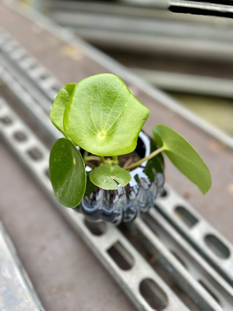 Zdjęcie rosliny doniczkowej Peperomia polybotrya Raindrop, ujęcie 3