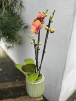 Zdjęcie rosliny doniczkowej Phalaenopsis Surfsong, ujęcie 1