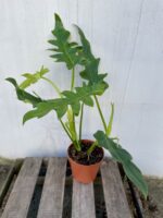 Zdjęcie rosliny doniczkowej Philodendron Bob Cee, ujęcie 1