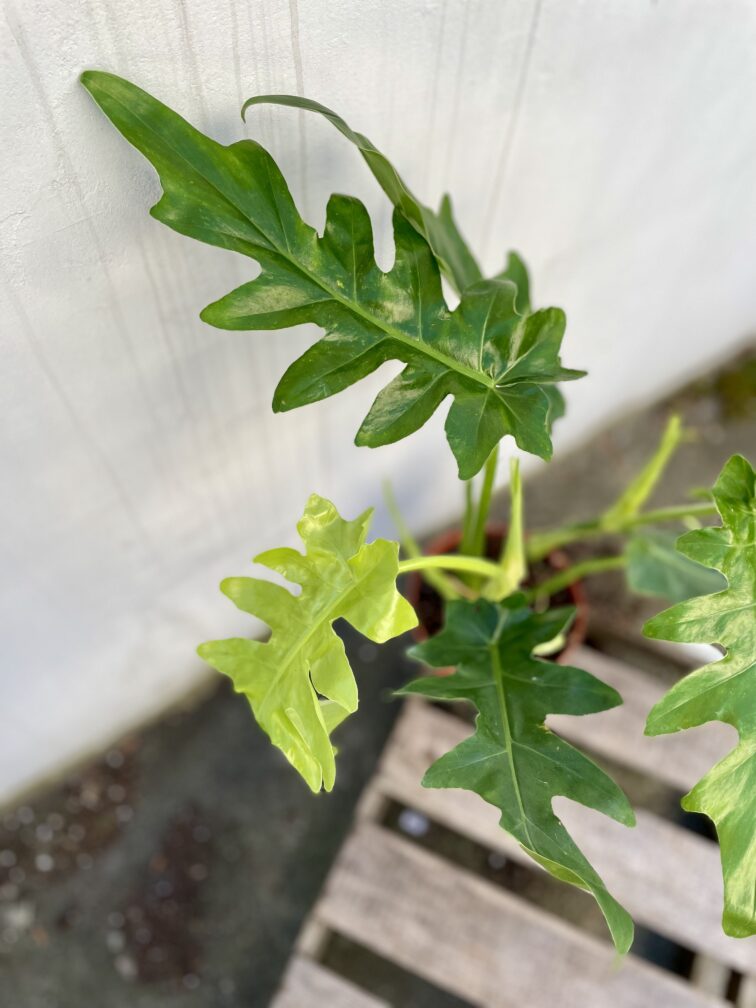Zdjęcie rosliny doniczkowej Philodendron Bob Cee, ujęcie 2
