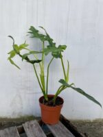 Zdjęcie rosliny doniczkowej Philodendron Bob Cee, ujęcie 3