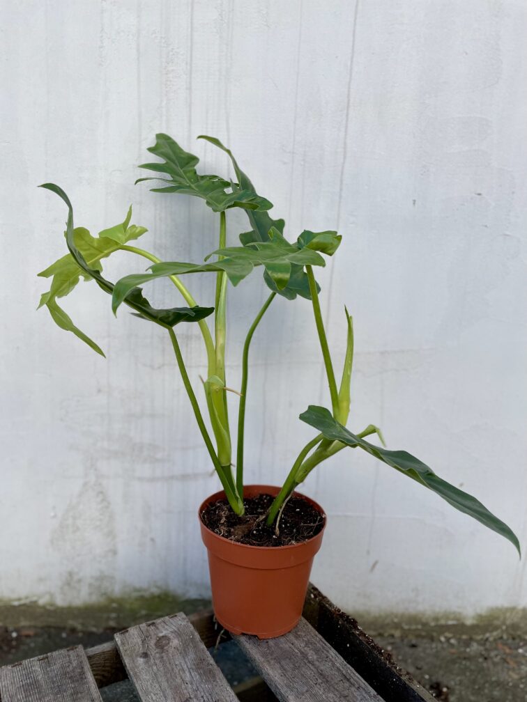Zdjęcie rosliny doniczkowej Philodendron Bob Cee, ujęcie 3