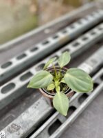 Zdjęcie rosliny doniczkowej Philodendron gloriosum, ujęcie 3