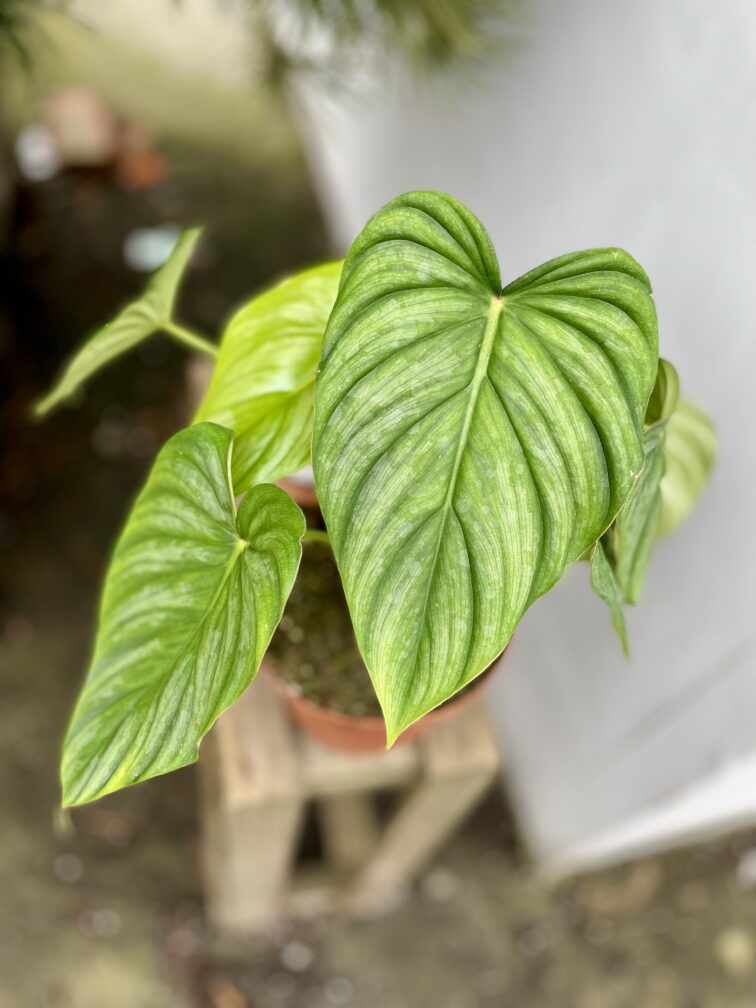 philodendron-pastazanum_17x50-1_1708688952.jpg Zdjęcie rosliny doniczkowej Philodendron pastazanum, ujęcie 1