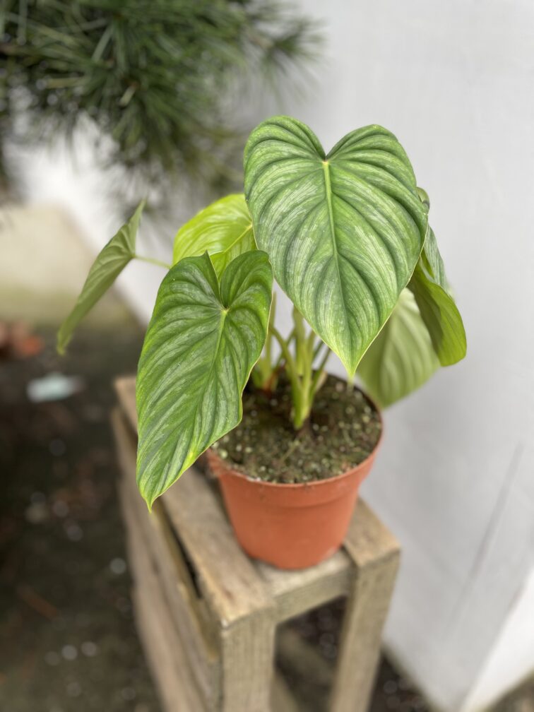 Zdjęcie rosliny doniczkowej Philodendron pastazanum, ujęcie 2