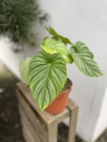 Zdjęcie rosliny doniczkowej Philodendron pastazanum, ujęcie 3