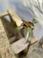 Zdjęcie rosliny doniczkowej Philodendron erubescens Pink Princess, ujęcie 1