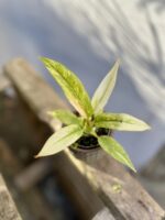 Zdjęcie rosliny doniczkowej Philodendron Ring of Fire, ujęcie 1