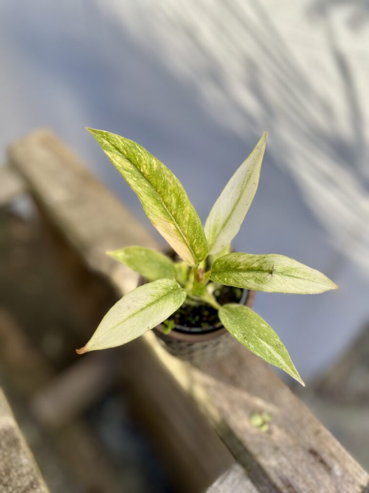 Zdjęcie rosliny doniczkowej Philodendron Ring of Fire, ujęcie 1