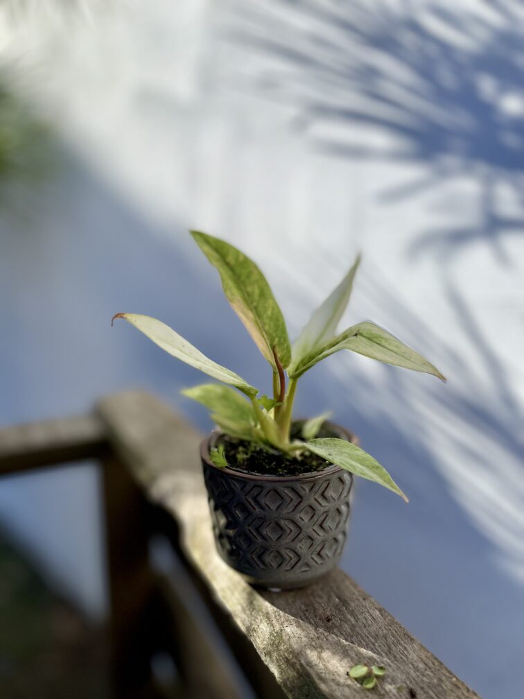 Zdjęcie rosliny doniczkowej Philodendron Ring of Fire, ujęcie 2