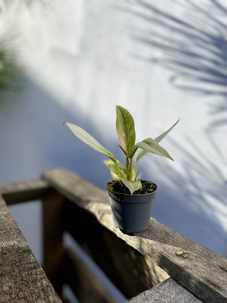 Zdjęcie rosliny doniczkowej Philodendron Ring of Fire, ujęcie 3