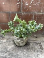Zdjęcie rosliny doniczkowej Phlebodium aureum Davana, ujęcie 1