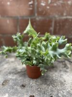 Zdjęcie rosliny doniczkowej Phlebodium aureum Davana, ujęcie 2