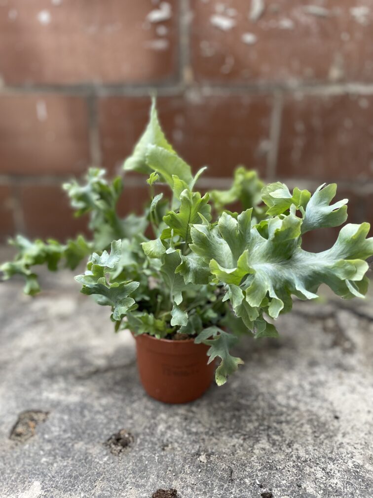 Zdjęcie rosliny doniczkowej Phlebodium aureum Davana, ujęcie 2