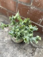 Zdjęcie rosliny doniczkowej Phlebodium aureum Davana, ujęcie 3
