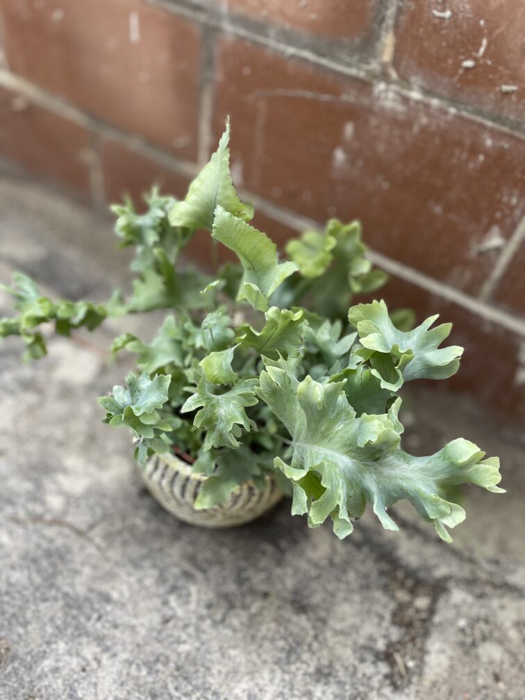 Zdjęcie rosliny doniczkowej Phlebodium aureum Davana, ujęcie 3