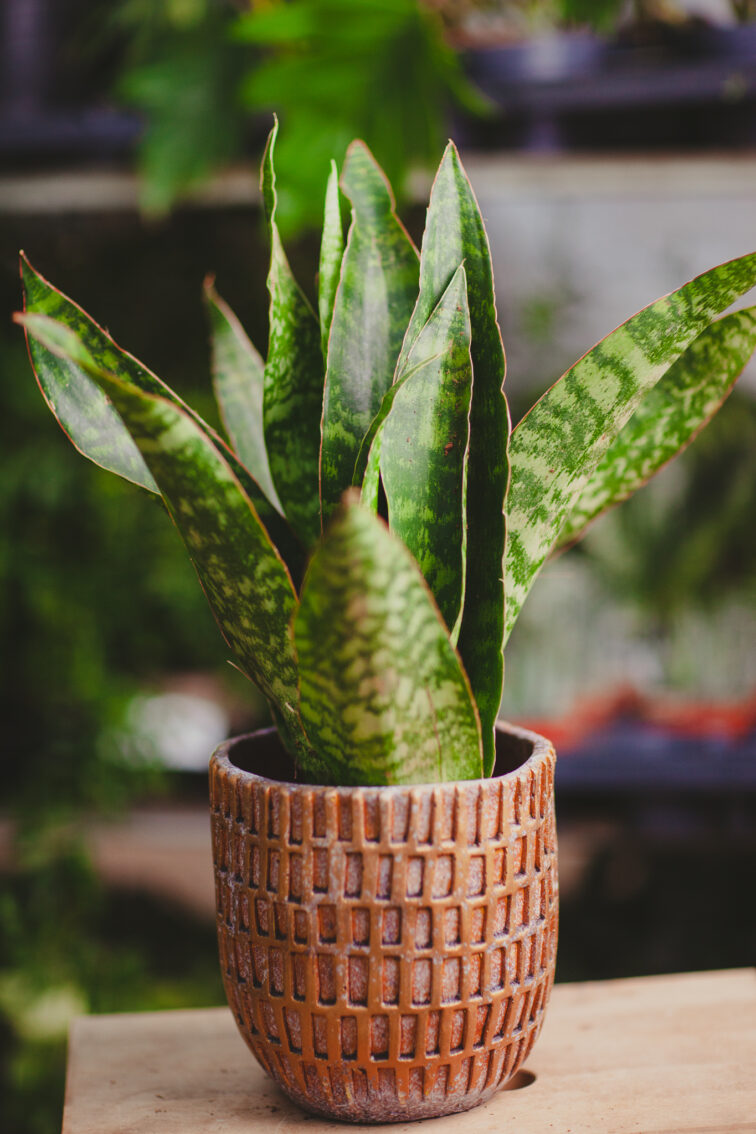 sansevieria-aubrytiana-dragon_14x50-1_1707500358.jpg Zdjęcie rosliny doniczkowej Sansevieria aubrytiana Dragon, ujęcie 1