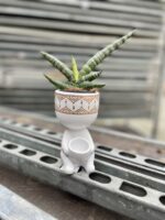 Zdjęcie rosliny doniczkowej Sansevieria cylidrica Boncellensis (Boncel), ujęcie 1