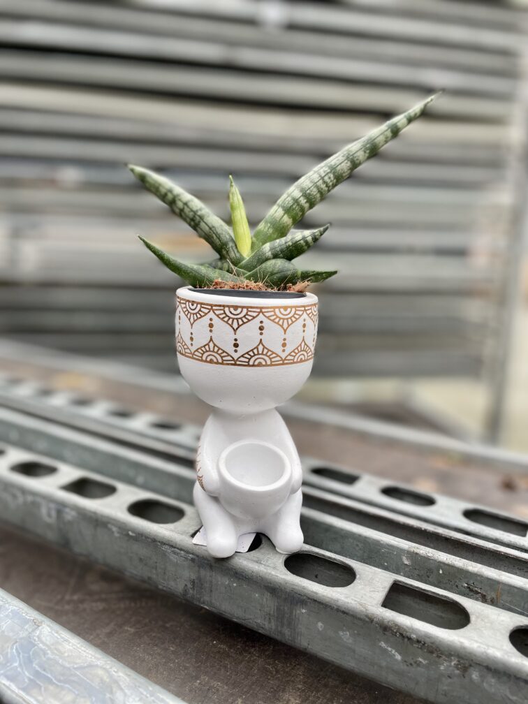 sansevieria-bocellensis_6x8-1_1706876240.jpg Zdjęcie rosliny doniczkowej Sansevieria cylidrica Boncellensis (Boncel), ujęcie 1