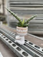 Zdjęcie rosliny doniczkowej Sansevieria cylidrica Boncellensis (Boncel), ujęcie 2