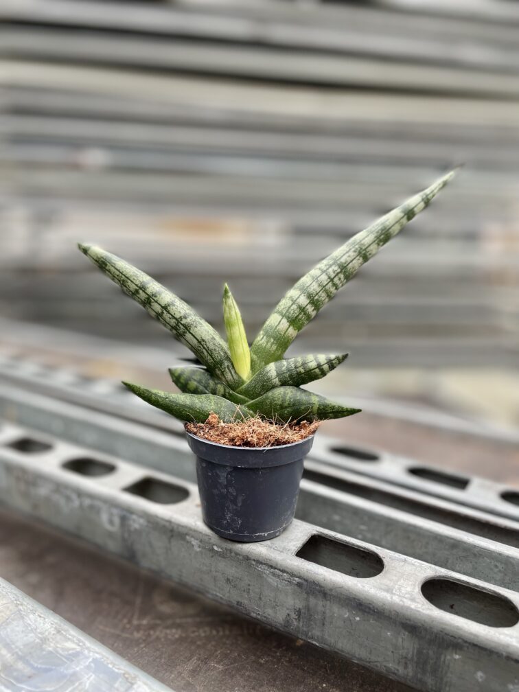 Zdjęcie rosliny doniczkowej Sansevieria cylidrica Boncellensis (Boncel), ujęcie 3