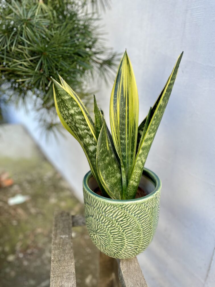sansevieria-golden-flame_14x45-1_1708087683.jpg Zdjęcie rosliny doniczkowej Sansevieria Golden Flame, ujęcie 1