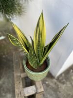 Zdjęcie rosliny doniczkowej Sansevieria Golden Flame, ujęcie 2