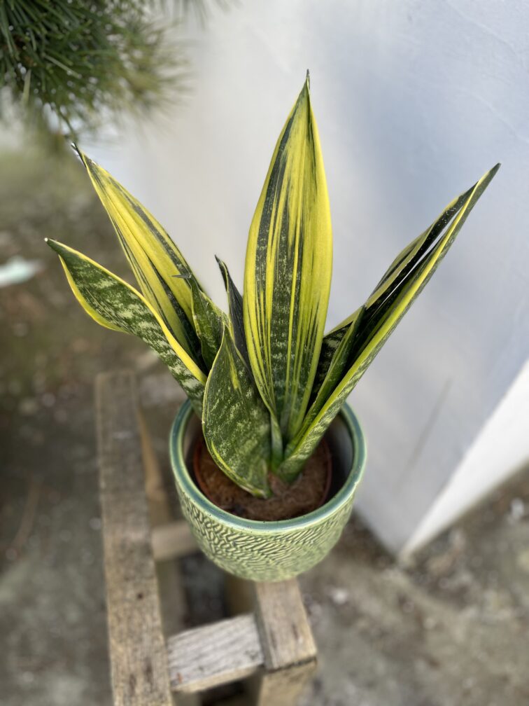 Zdjęcie rosliny doniczkowej Sansevieria Golden Flame, ujęcie 2