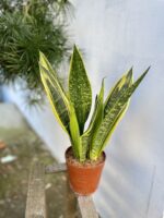 Zdjęcie rosliny doniczkowej Sansevieria Golden Flame, ujęcie 3
