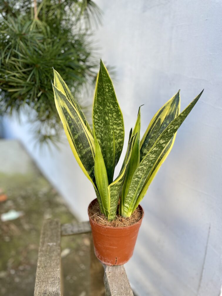 Zdjęcie rosliny doniczkowej Sansevieria Golden Flame, ujęcie 3