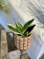 Zdjęcie rosliny doniczkowej Sansevieria Golden Hahnii Black, ujęcie 1