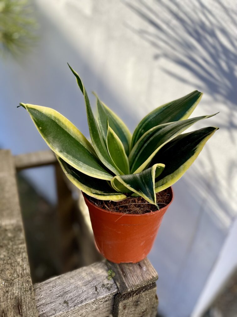 Zdjęcie rosliny doniczkowej Sansevieria Golden Hahnii Black, ujęcie 2