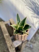 Zdjęcie rosliny doniczkowej Sansevieria Golden Hahnii Black, ujęcie 3