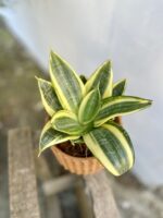 Zdjęcie rosliny doniczkowej Sansevieria Golden Hahnii, ujęcie 1