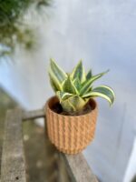 Zdjęcie rosliny doniczkowej Sansevieria Golden Hahnii, ujęcie 2