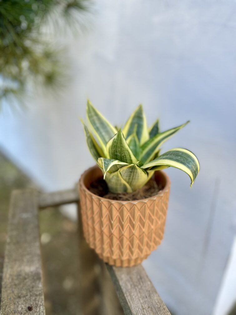 Zdjęcie rosliny doniczkowej Sansevieria Golden Hahnii, ujęcie 2