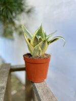 Zdjęcie rosliny doniczkowej Sansevieria Golden Hahnii, ujęcie 3