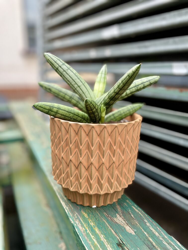 Zdjęcie rosliny doniczkowej Sansevieria Inti Glory, ujęcie 1