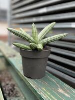 Zdjęcie rosliny doniczkowej Sansevieria Inti Glory, ujęcie 2